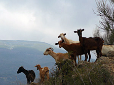 Spain-Southern Spain-Sierra Nevada  Rides